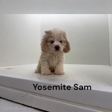 puppy, for, sale, Cocker Spaniel, Joe & Cherri  Overlease, dog, breeder, Miller, MO, dog-breeder, puppy-for-sale, forsale, nearby, find, puppyfind, locator, puppylocator, aca